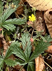 Potentilla argentea