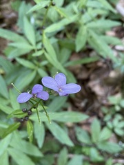 Cardamine bulbifera
