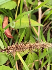 Setaria verticillata