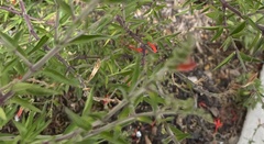 Anisacanthus