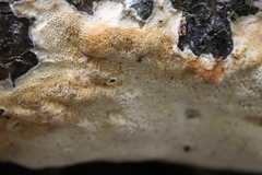 Haploporus tuberculosus