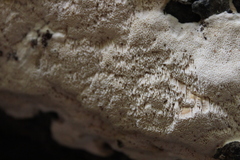 Haploporus tuberculosus