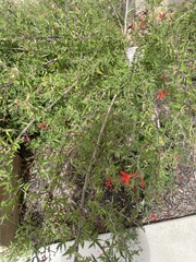 Anisacanthus
