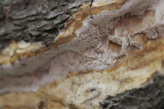 Haploporus tuberculosus