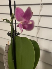 Phalaenopsis