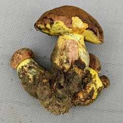 Butyriboletus appendiculatus