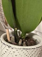 Phalaenopsis