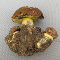 Butyriboletus appendiculatus