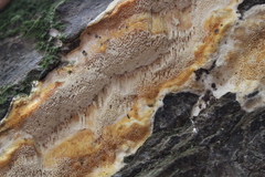 Haploporus tuberculosus