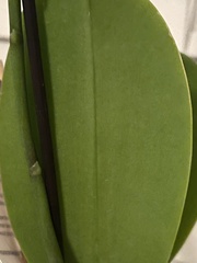 Phalaenopsis
