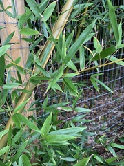 Phyllostachys