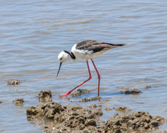 Himantopus leucocephalus