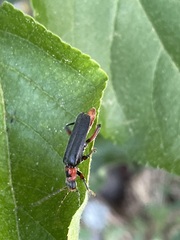 Cantharis rustica