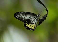 Ideopsis vitrea