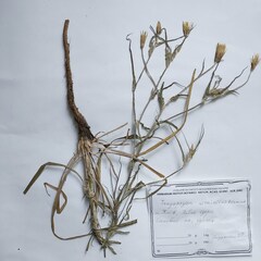 Tragopogon ucrainicus