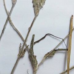 Tragopogon ucrainicus