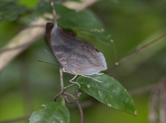 Dophla evelina