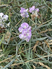Lathyrus