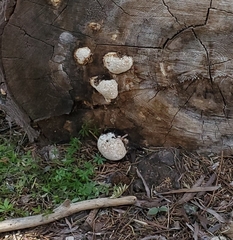 Fomitopsis