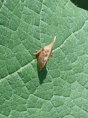 Enchenopa squamigera