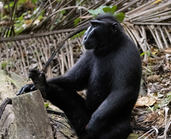 Macaca nigra