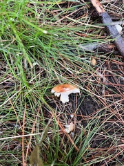 Limacella
