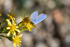 Polyommatus bellargus