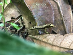 Anolis humilis