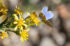Polyommatus bellargus