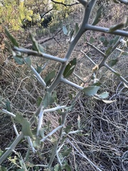 Sarcomphalus obtusifolius