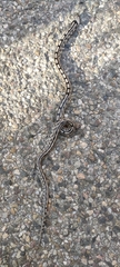 Zamenis scalaris
