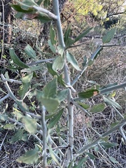 Sarcomphalus obtusifolius