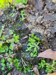 Ricciaceae