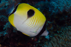 Chaetodon unimaculatus