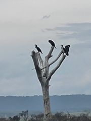 Phalacrocorax carbo lucidus