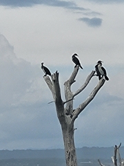 Phalacrocorax carbo lucidus