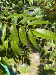 Koelreuteria