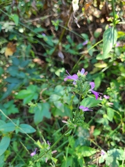 Dicliptera brachiata