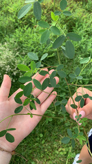 Melilotus albus