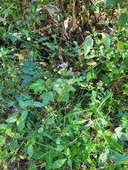 Dicliptera brachiata