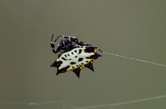 Gasteracantha rubrospinis