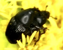 Aulobaris