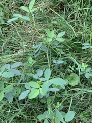 Melilotus albus