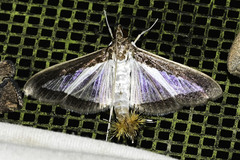 Diaphania hyalinata
