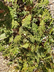 Chamaebatia foliolosa