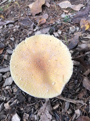 Amanita wellsii