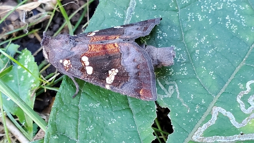 Ironweed Borer photo 4