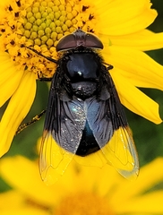 Copestylum violaceum