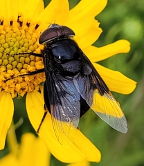 Copestylum violaceum