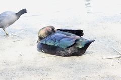 Anas platyrhynchos × Cairina moschata